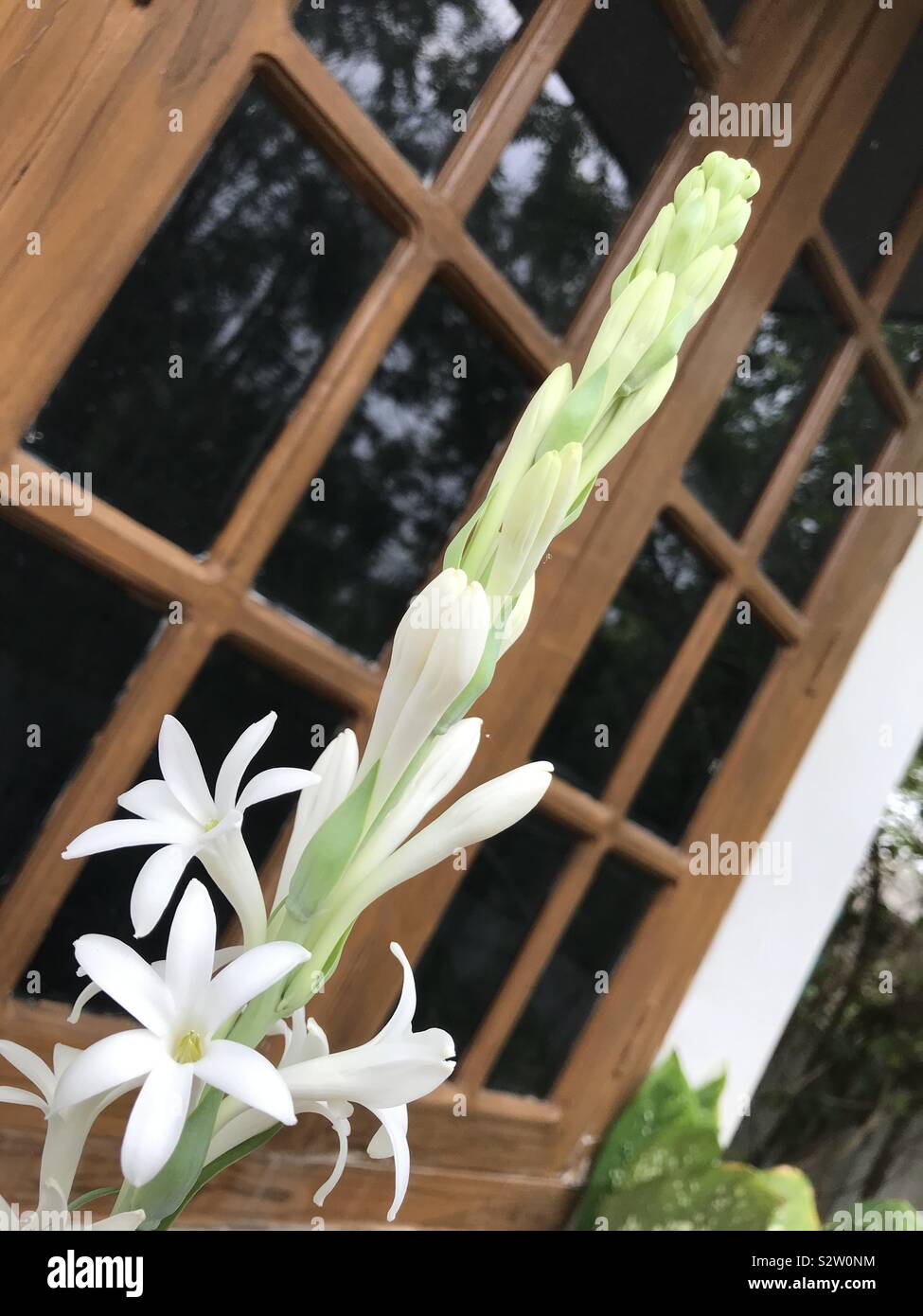 Polianthes Tuberosa The Pearl