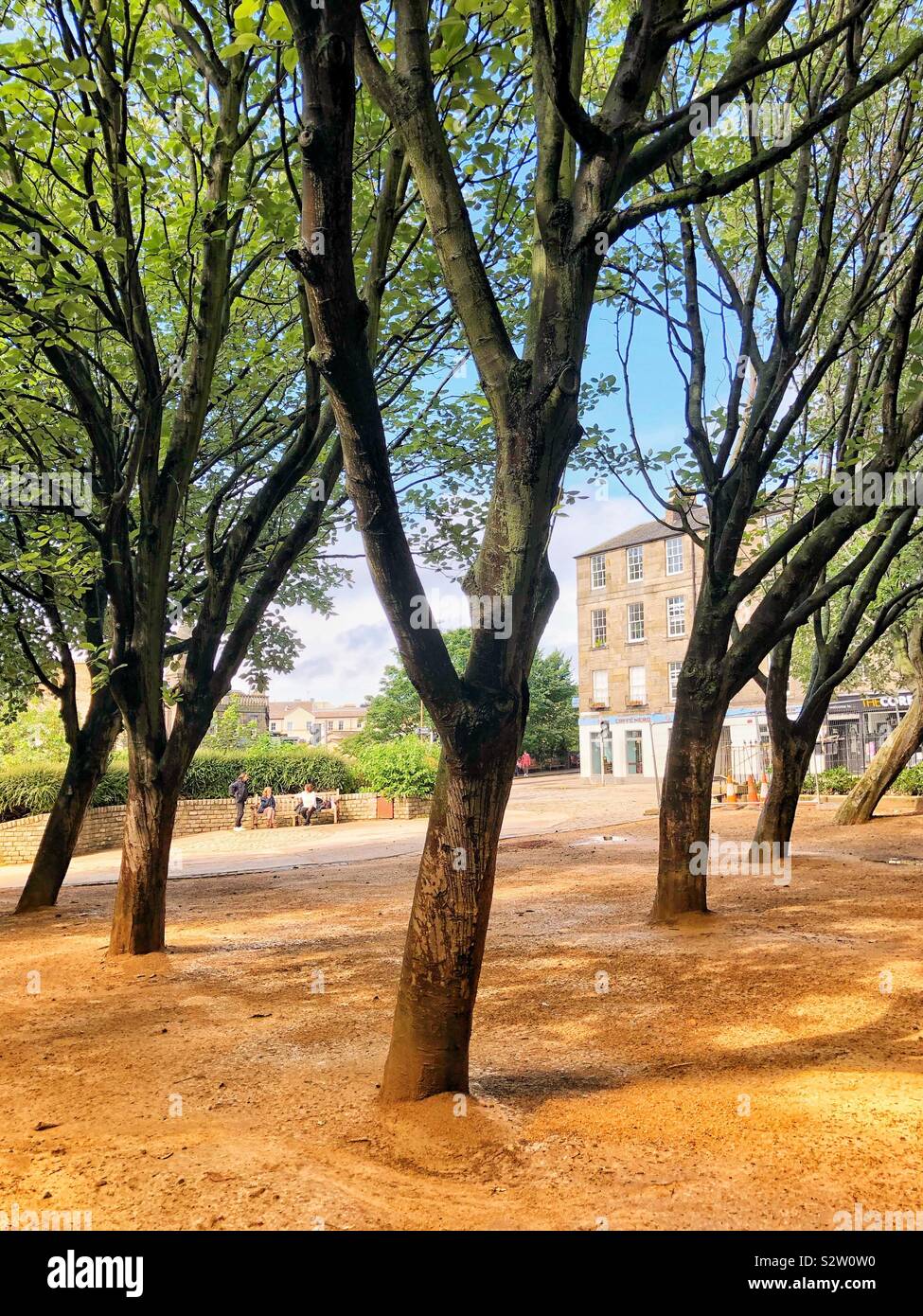 Trees in urban courtyard - Smartphone Captured Stock Image