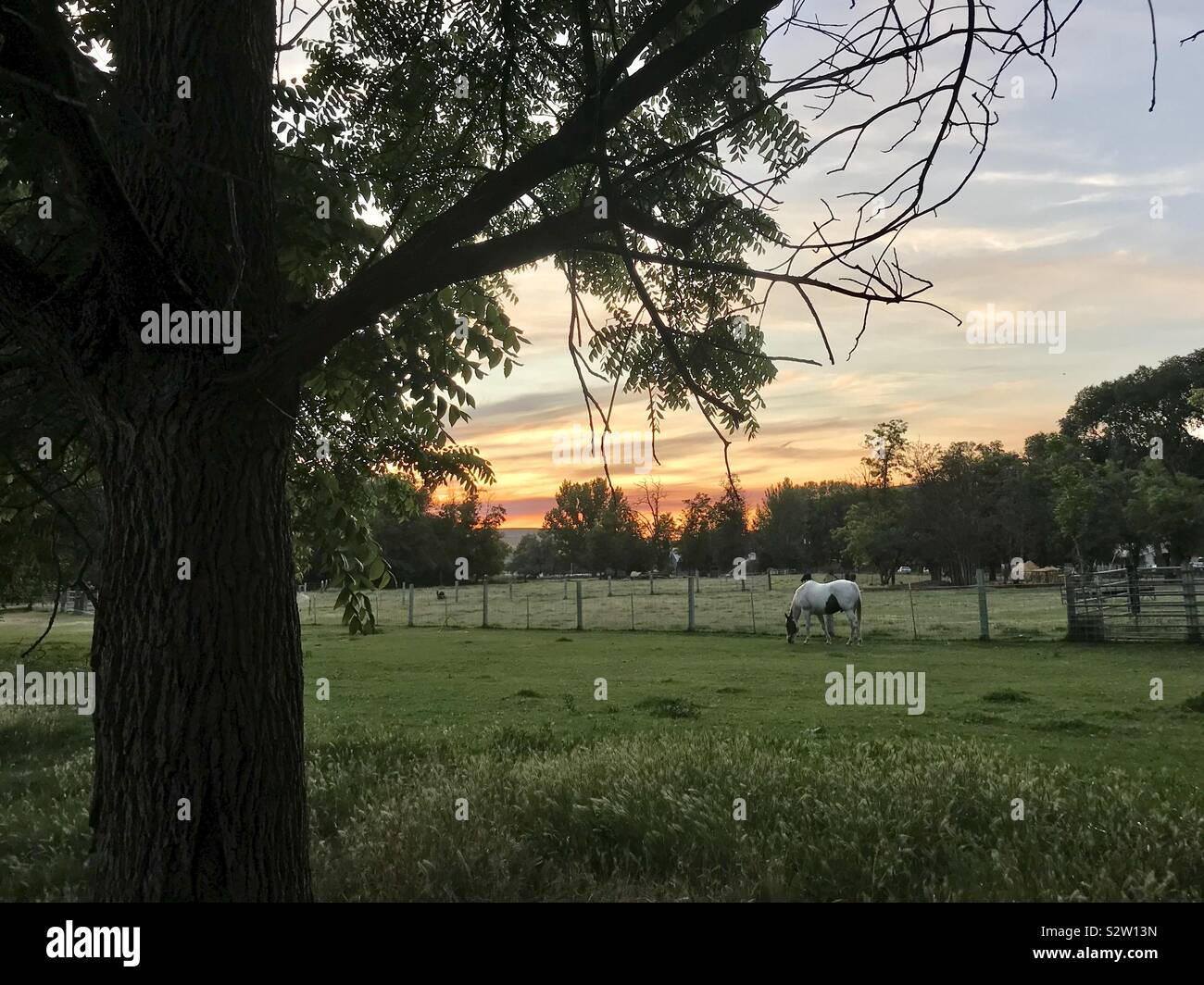 White horse grazes in green pasture with summer sunset 1 - Smartphone Captured Stock Image