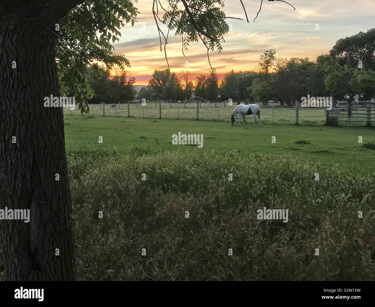 White horse grazes in green pasture with summer sunset 4 Stock Photo