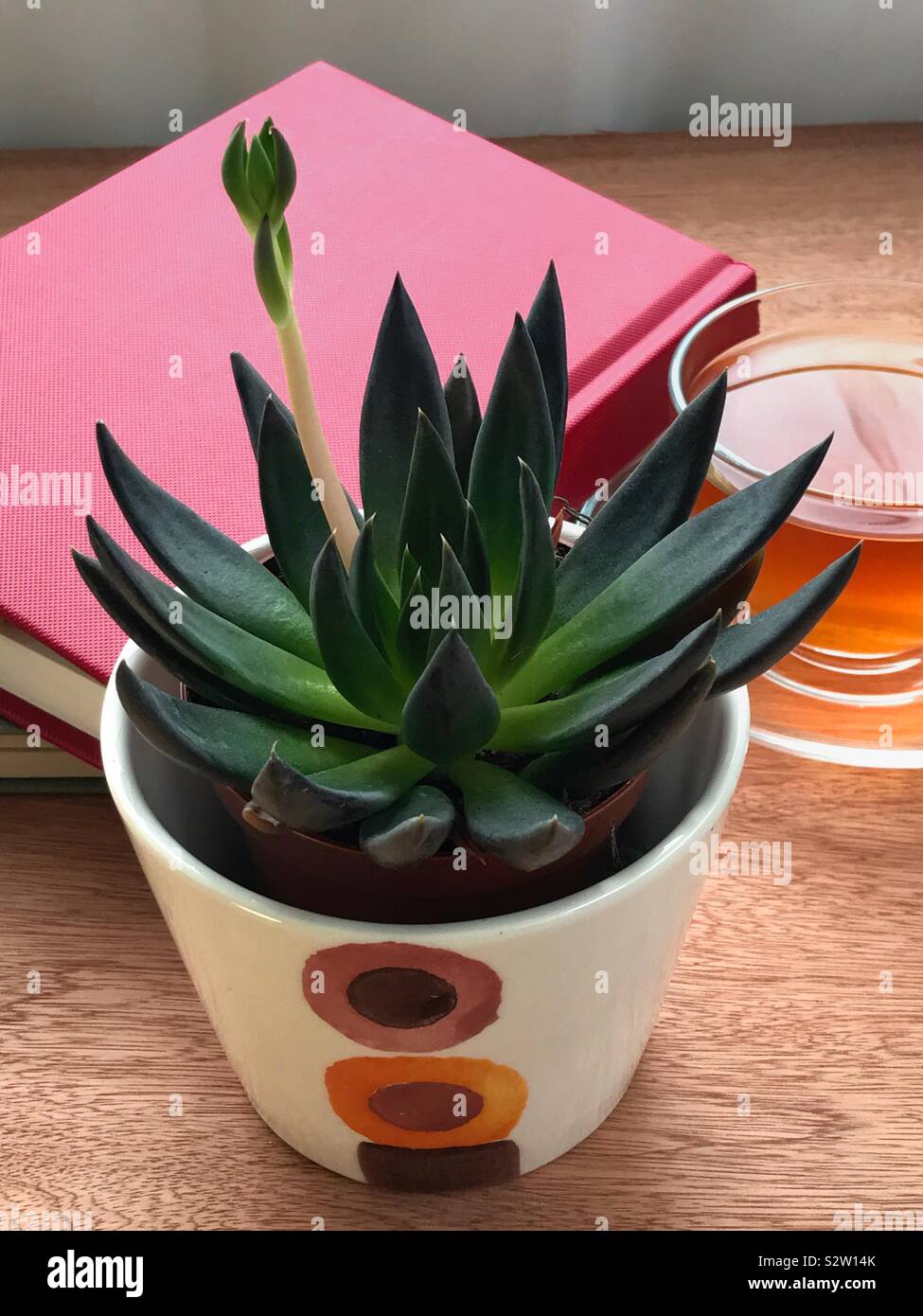 Close up photo of a succulent plant on a desk in natural light. - Smartphone Captured Stock Image