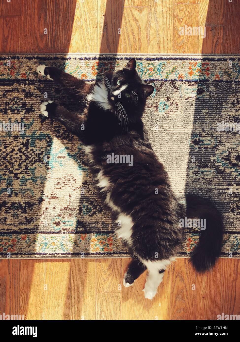 Black cat with white markings laying on the floor in the sun - Smartphone Captured Stock Image