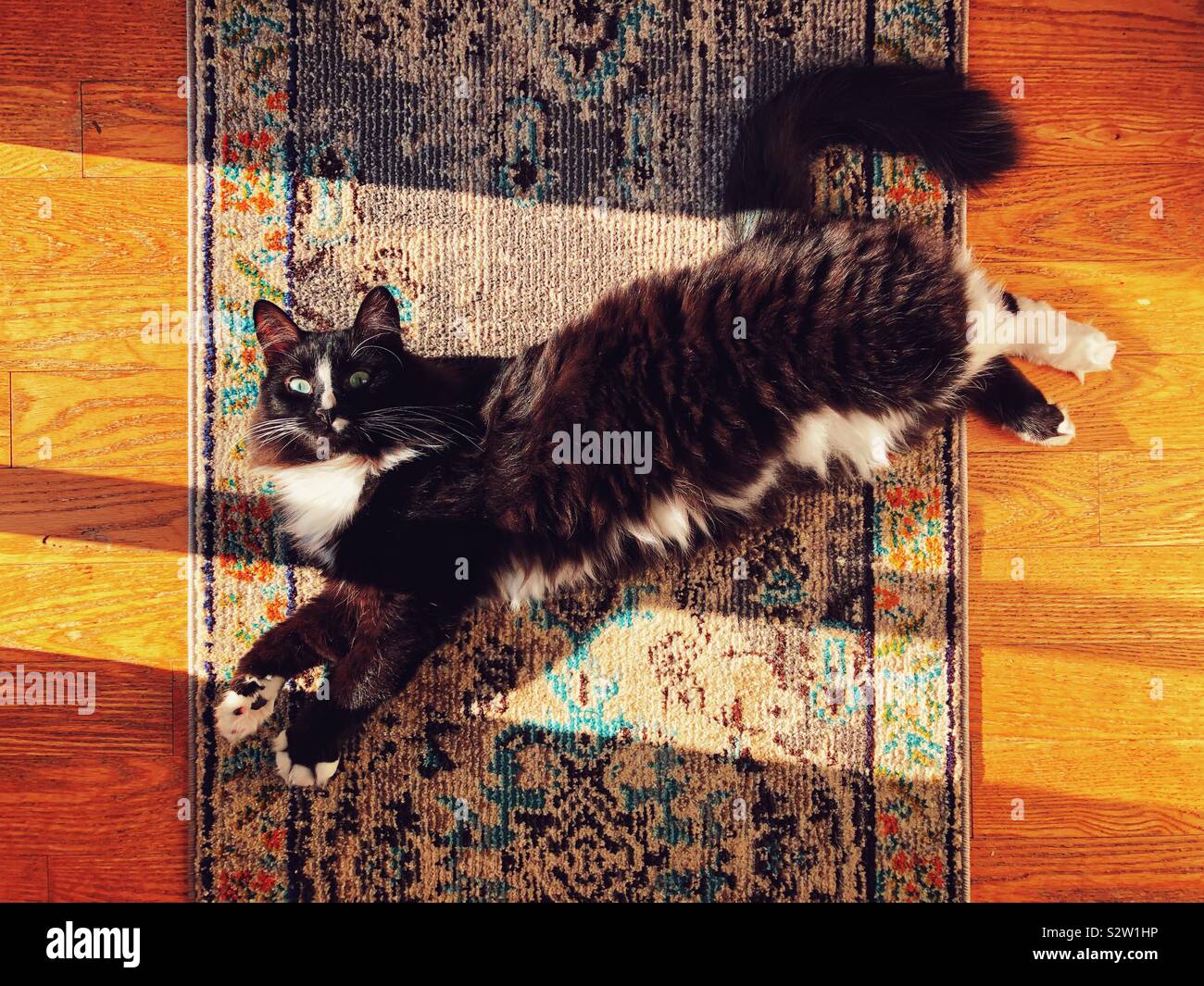 Large black cat stretched out on the floor in the sun - Smartphone Captured Stock Image