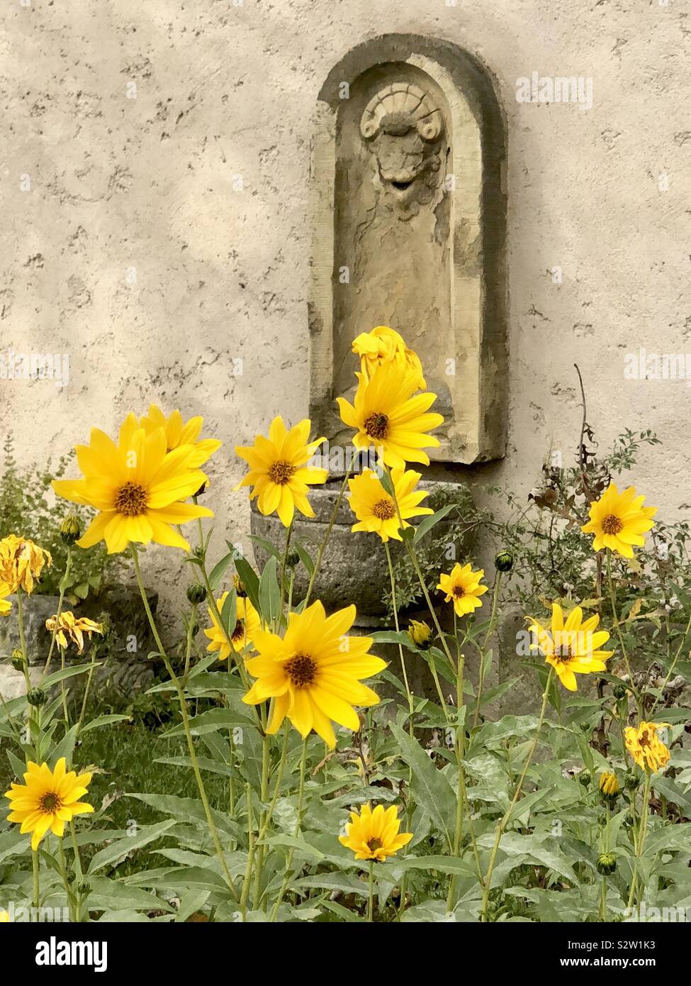 Yellow daisies - Leuchtenburg Castle medieval castle in a hill in Thuringia. 1000-year old castle grounds Stock Photo