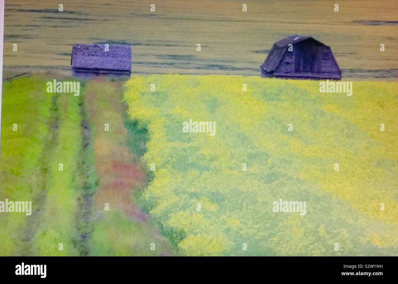 Old farm buildings, barn and shed and canola field - Smartphone Captured Stock Image