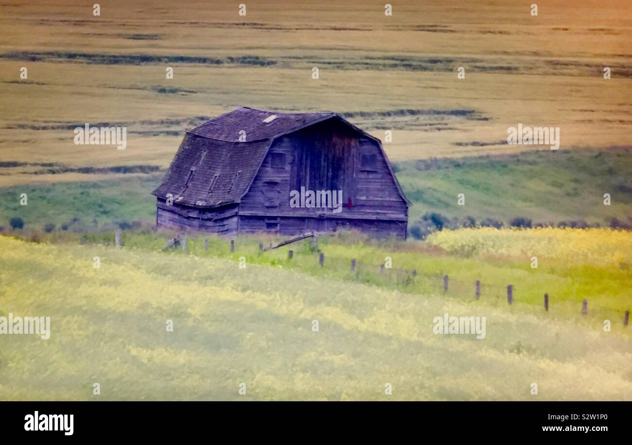 Old farm buildings, barn and canola field - Smartphone Captured Stock Image