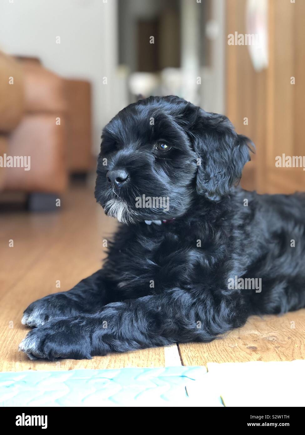 Portuguese Water Dog Puppy Stock Photo