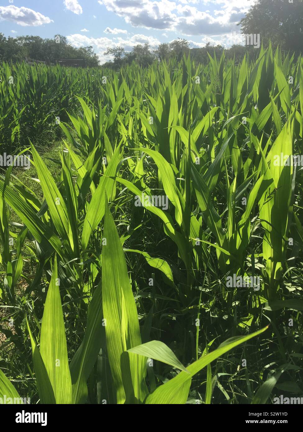 Corn stalks and sky Stock Photo