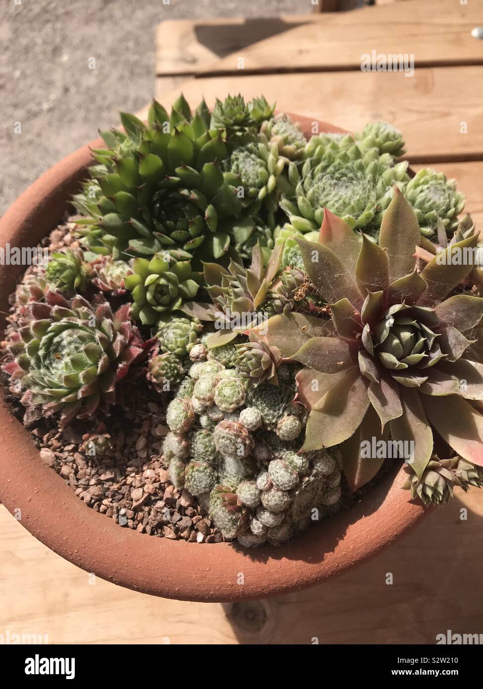 Succulents in terracotta pot Stock Photo Alamy