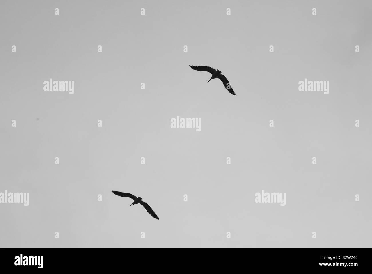 Black and white birds flying Stock Photo - Alamy