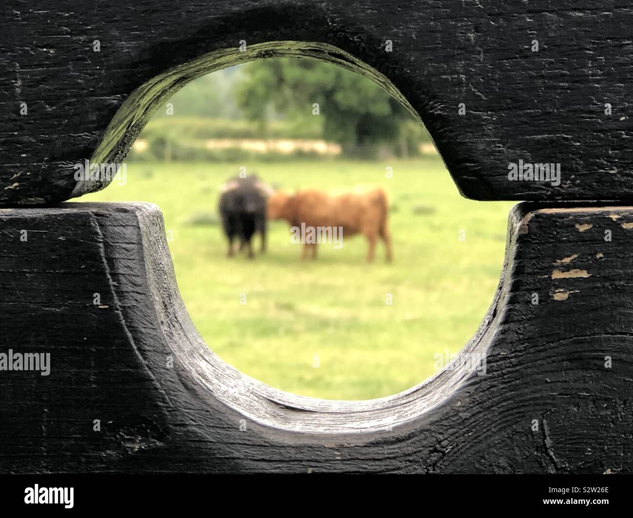Antique wood surrounds cattle in background - Smartphone Captured Stock Image