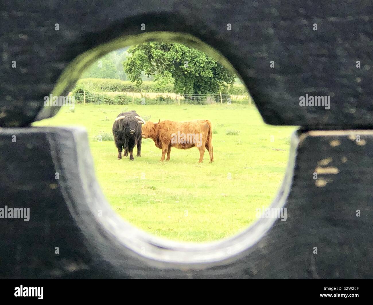 Cattle in English countryside framed by black wooden stocks - Smartphone Captured Stock Image