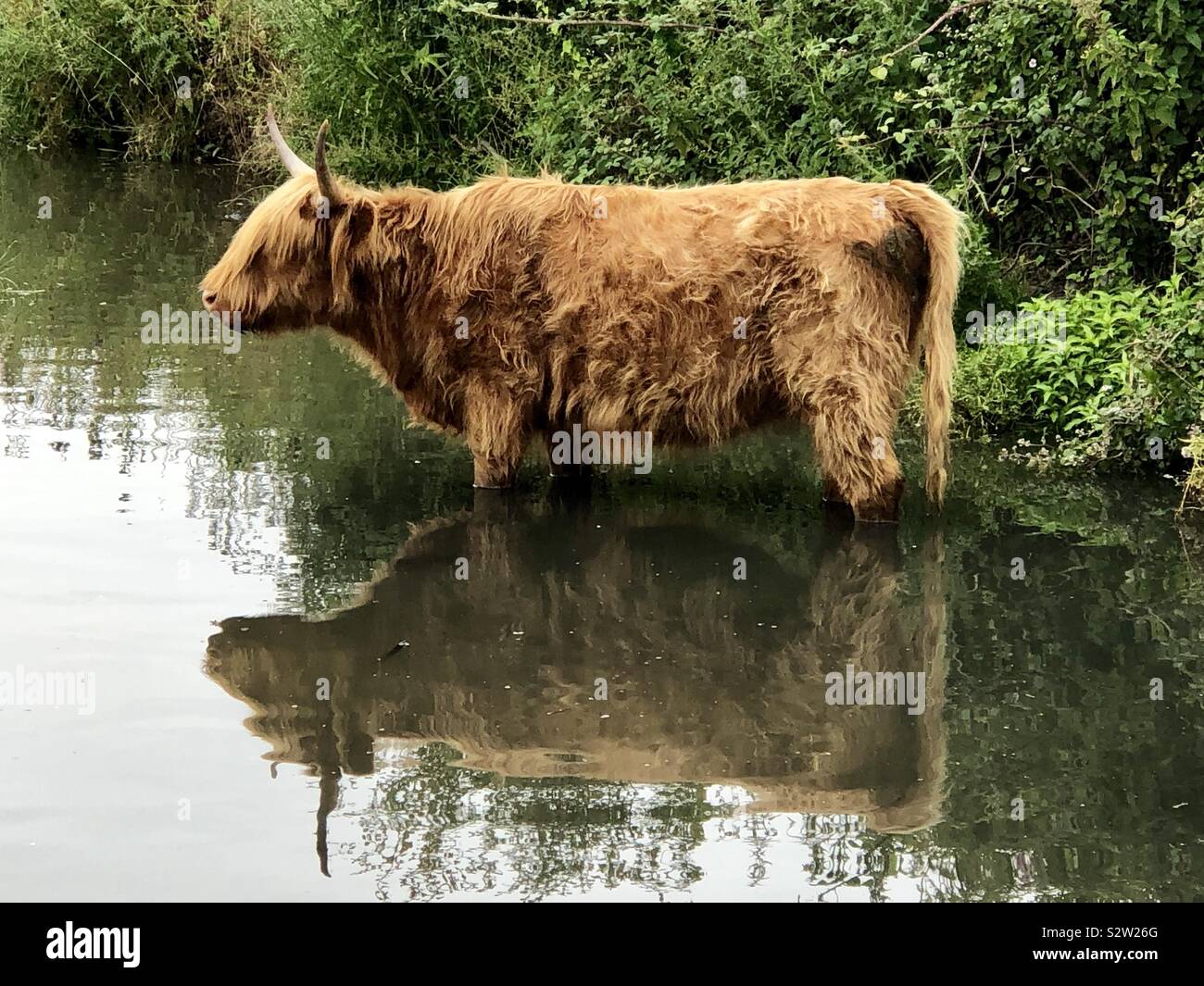 Highland cow with horns, standing in water and it’s reflection - Smartphone Captured Stock Image