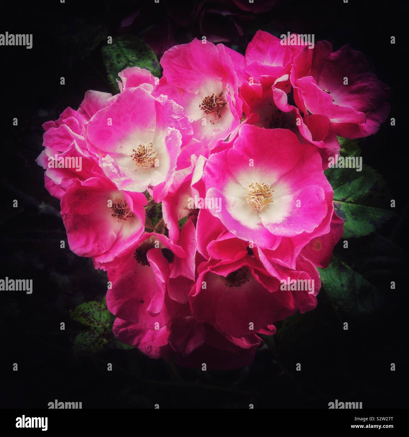 Single flowers of pink rambling roses close up. Stock Photo