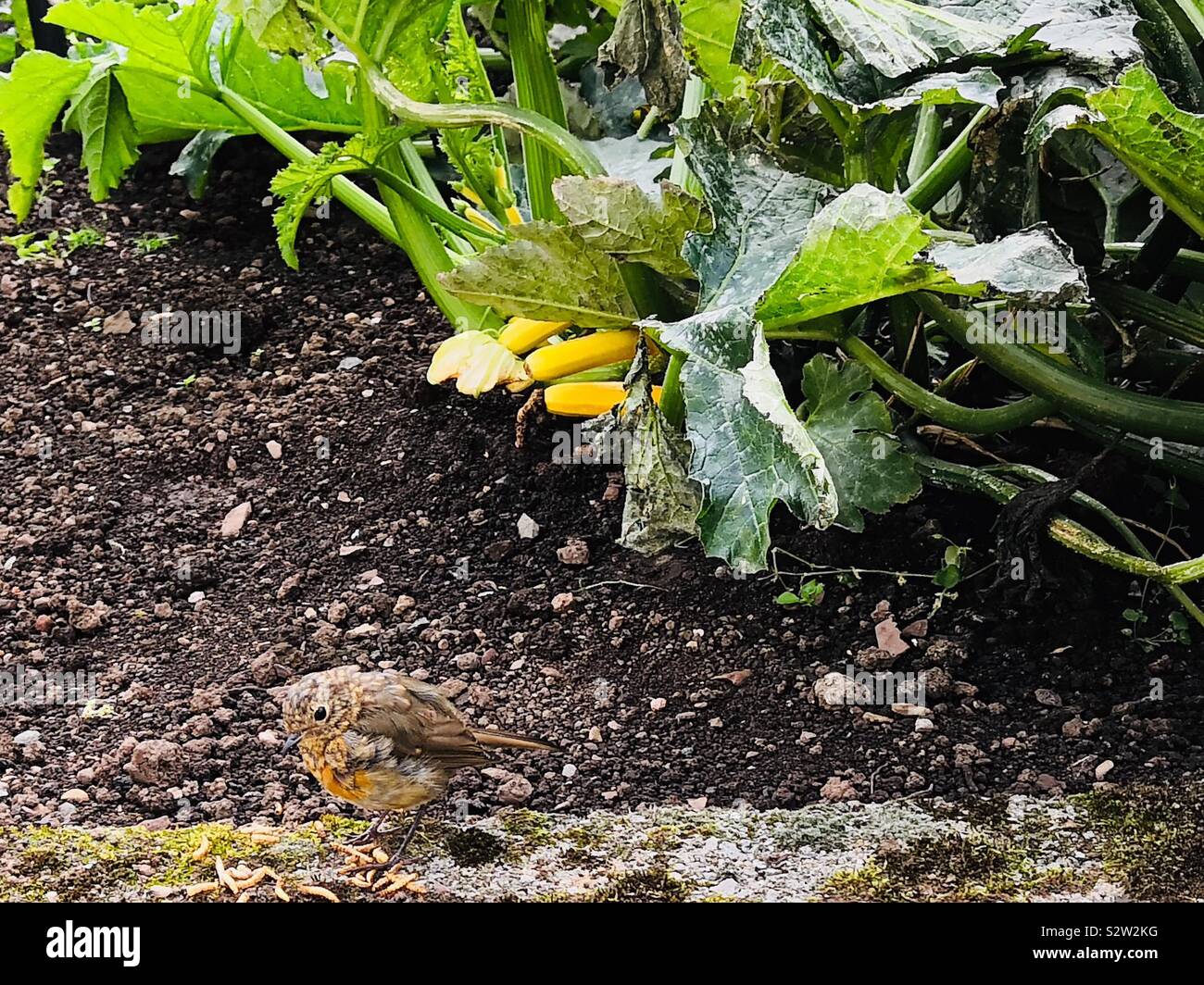 Scruffy Robin perched near a courgette plant in the garden Stock Photo