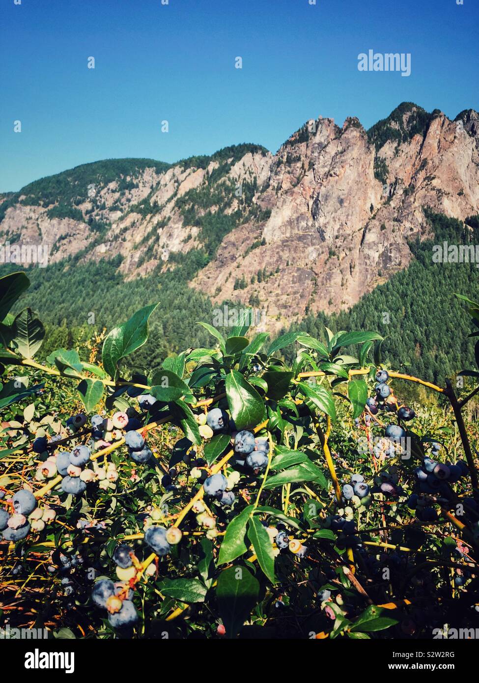 Blueberry farm at the foot of Mt Si in Western Washington - Smartphone Captured Stock Image