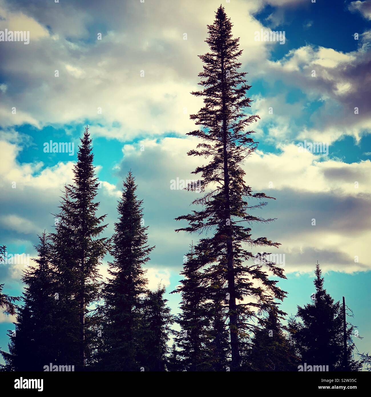 Trees - Smartphone Captured Stock Image