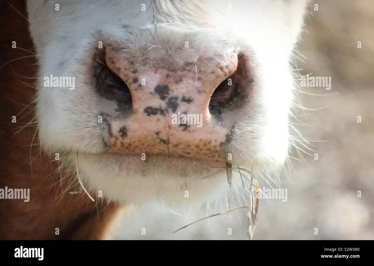 White head livestock ,nose hairs ,agriculture Stock Photo
