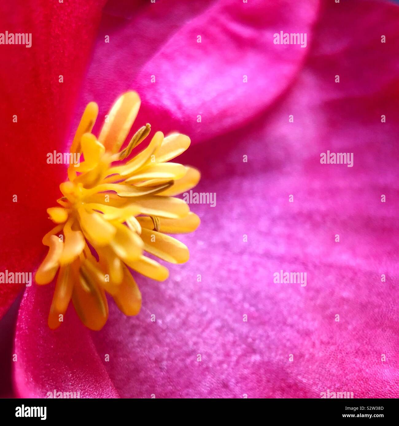 Close-up of a begonia. Stock Photo