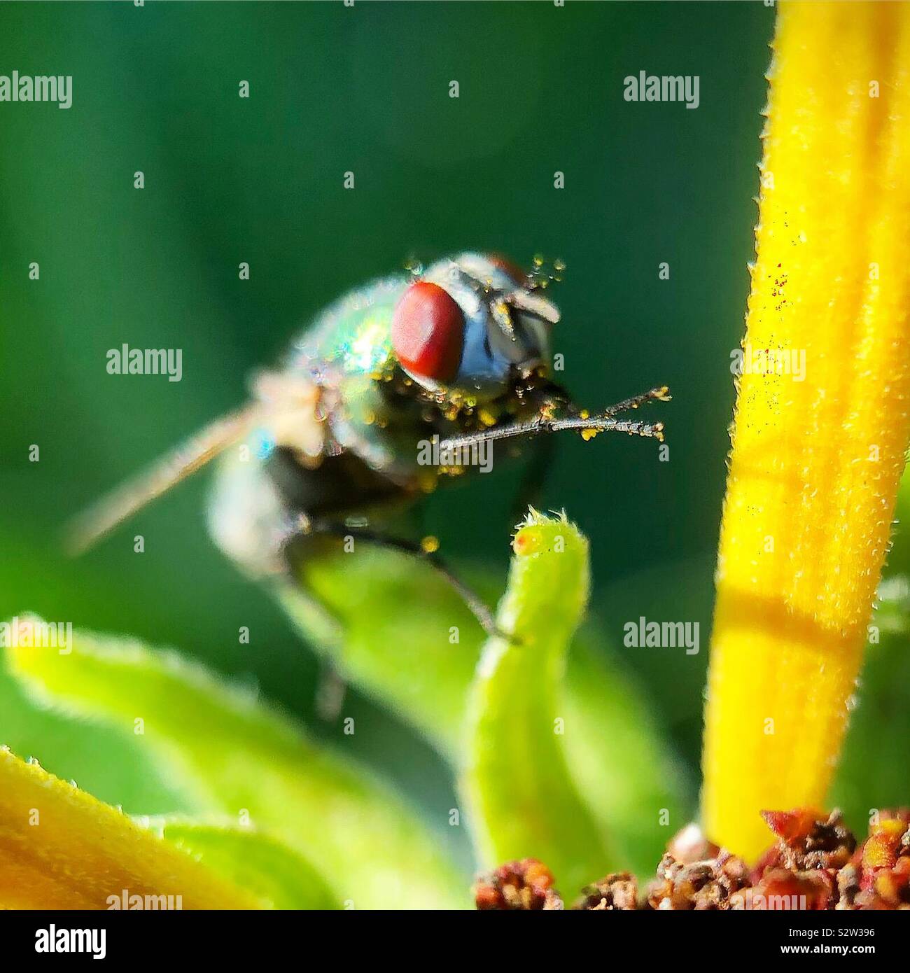 A fly with pollen rubbing its legs Stock Photo Alamy