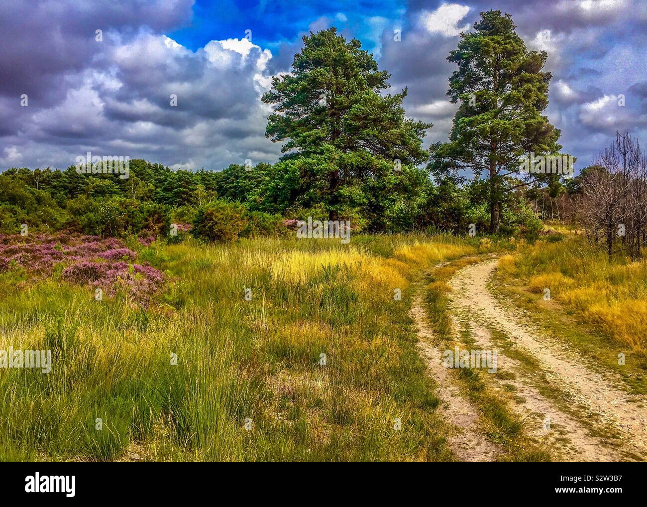 Ferndown common site of special scientific interest (SSSI Stock Photo