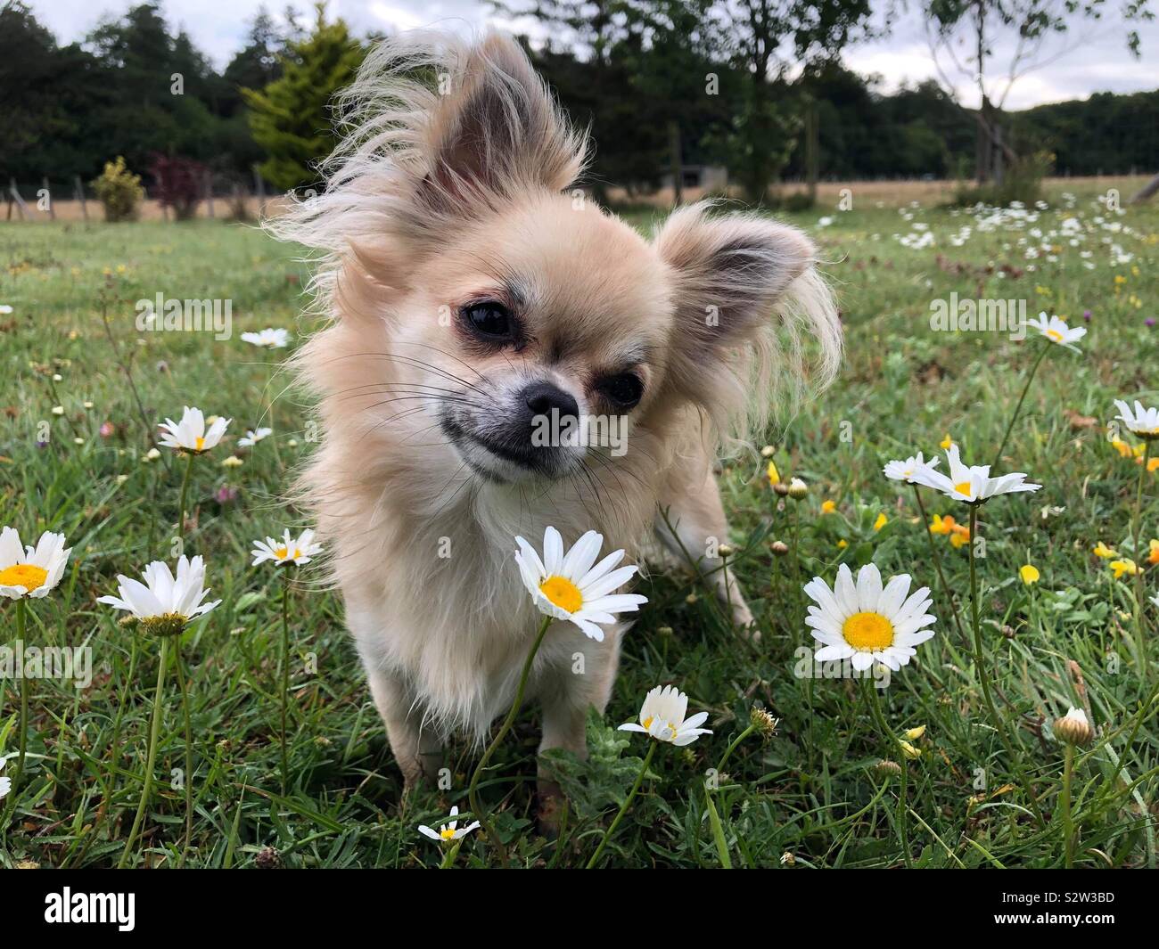 sable chihuahua