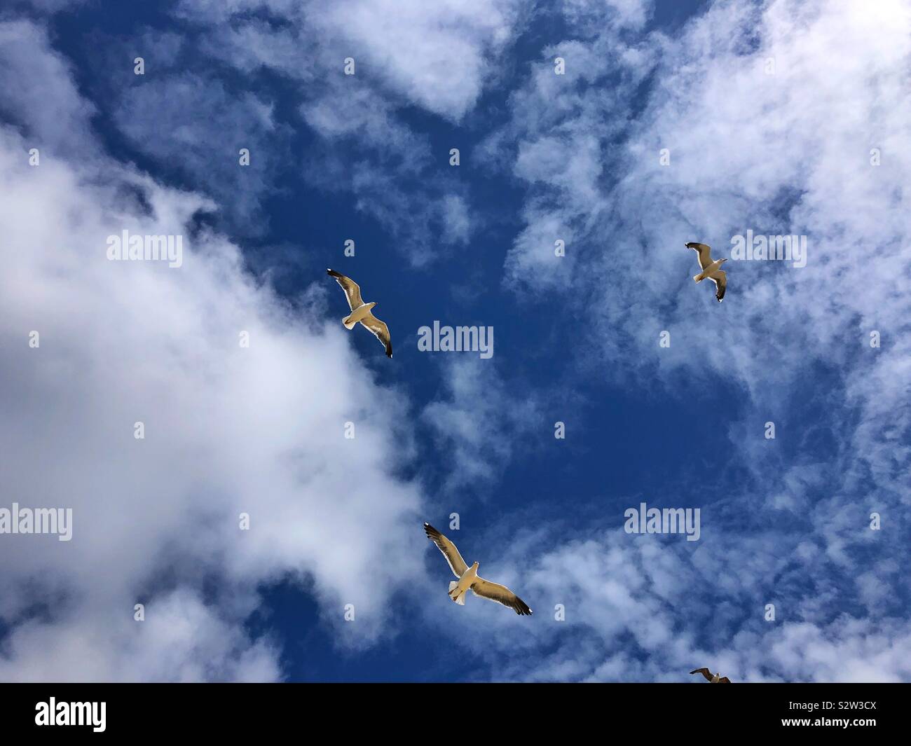 Seagulls against a blue sky with fluffy white clouds. - Smartphone Captured Stock Image