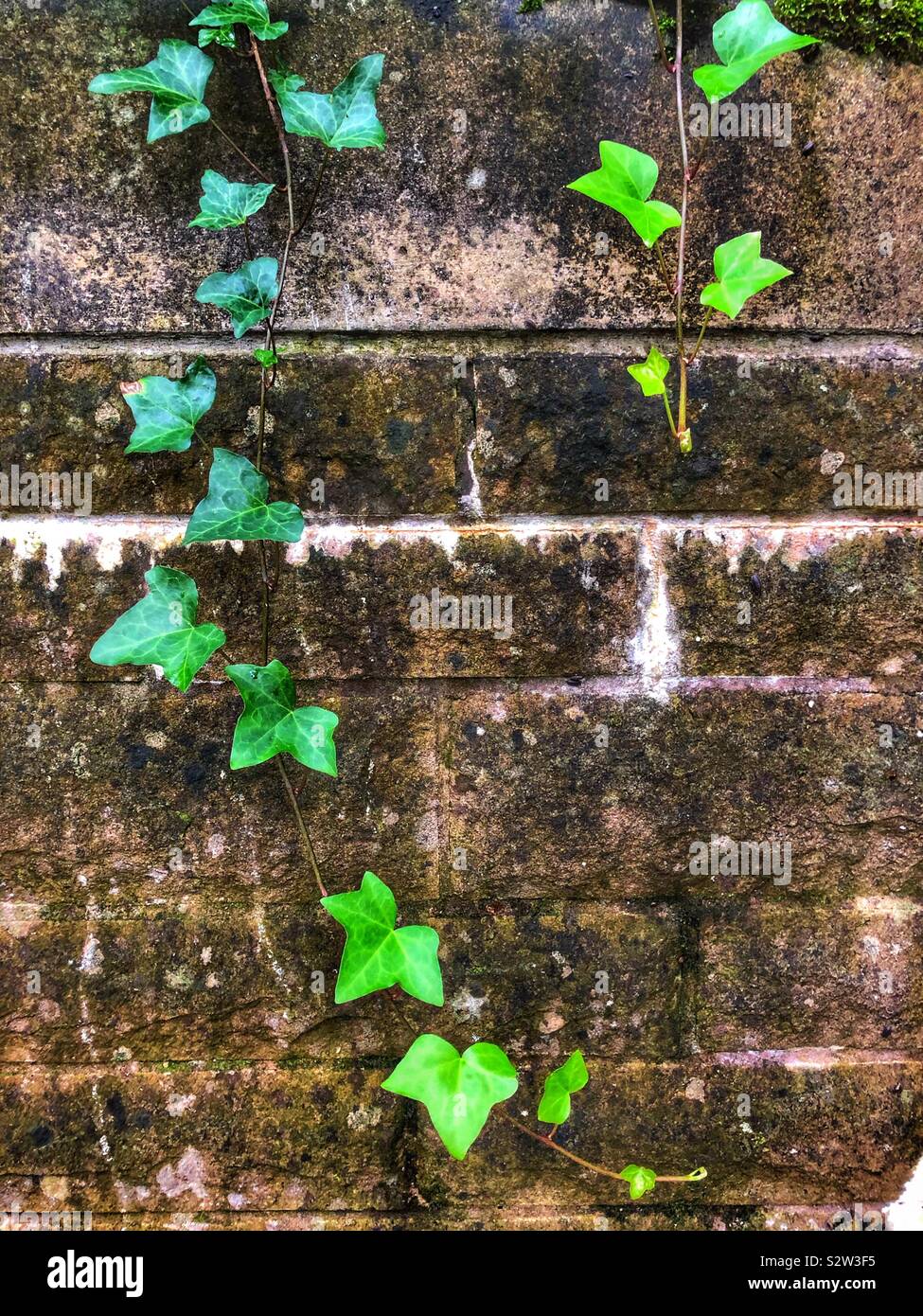 Climbing Ivy on external wall - Smartphone Captured Stock Image