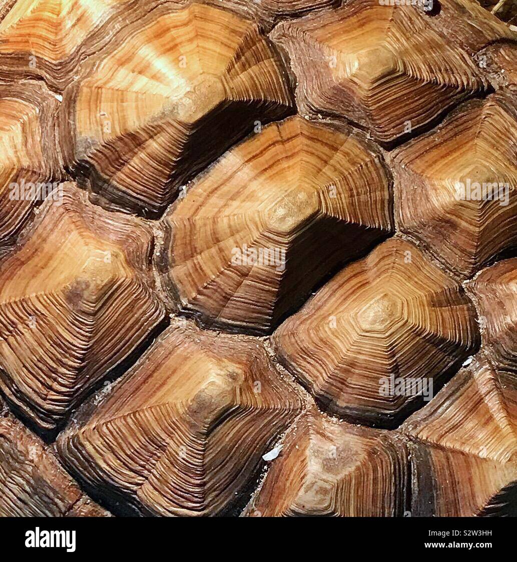 Tortoise shell texture hi-res stock photography and images - Alamy