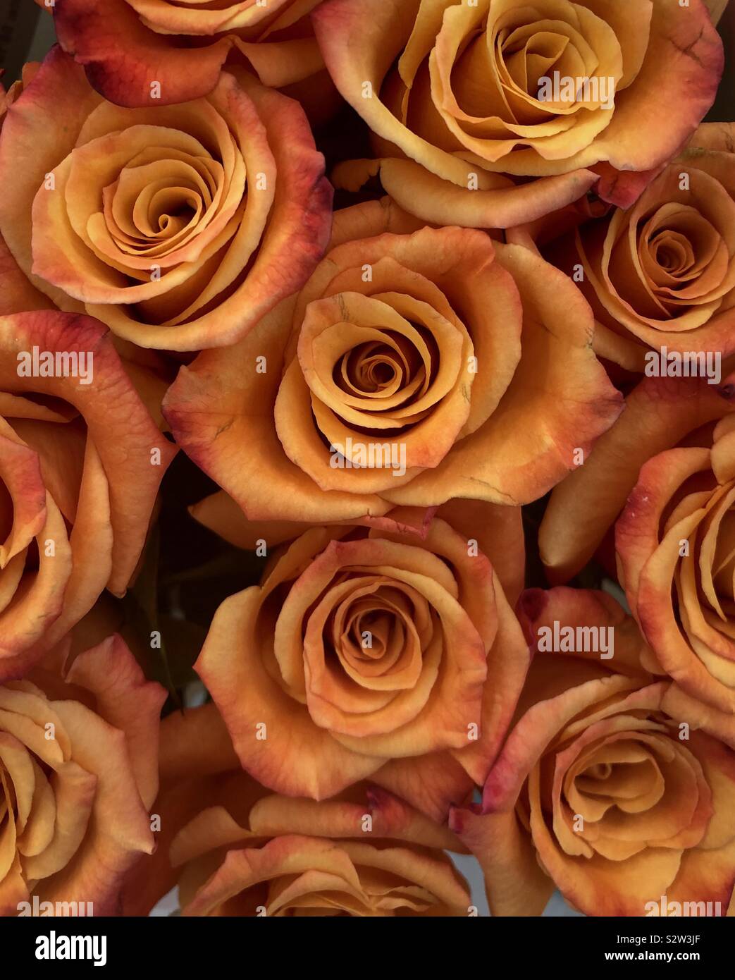 Close view of peach colored long stem roses. Stock Photo