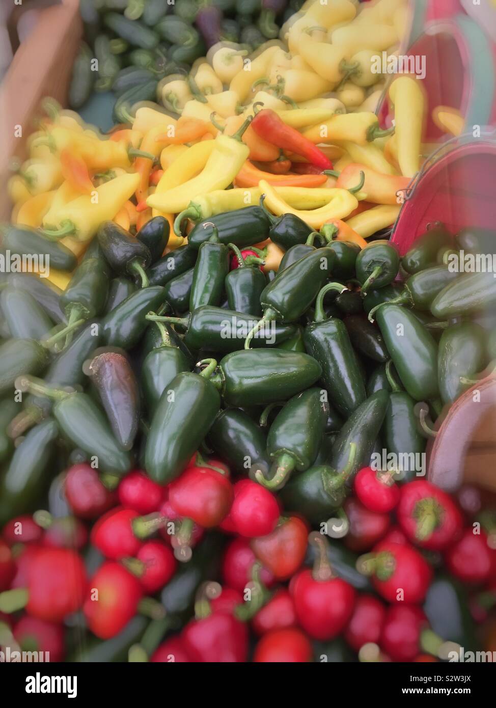 Display of multicolored peppers in a grocery store in the produce aisle