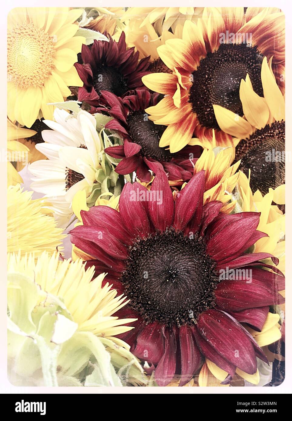 Close up of a multicolored sunflower bouquet - Smartphone Captured Stock Image