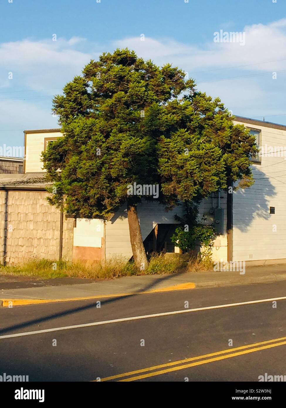 Well lit tree, lonely next to an old building - Smartphone Captured Stock Image
