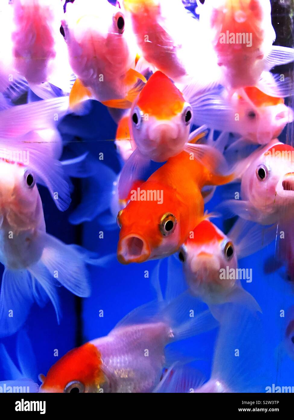 Fancy goldfish in a tank Stock Photo
