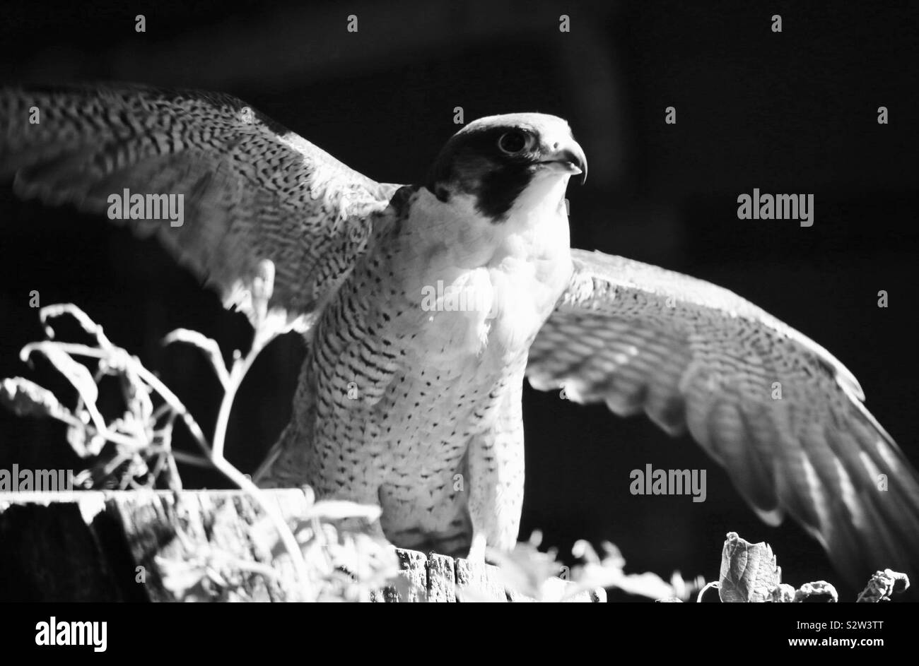Falcon clearance black white