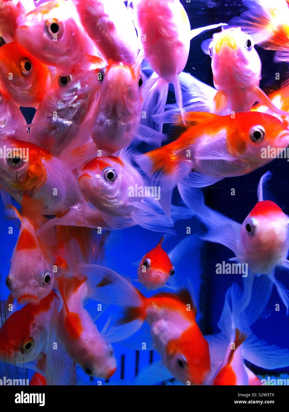 Fancy goldfish in a fish tank Stock Photo