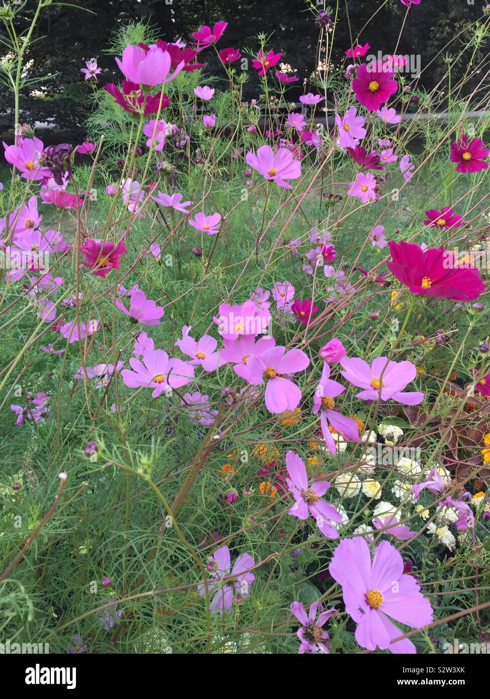Drift of pink flowers.  Garden cosmos. Mexican aster. Cosmos bipinnatus Stock Photo