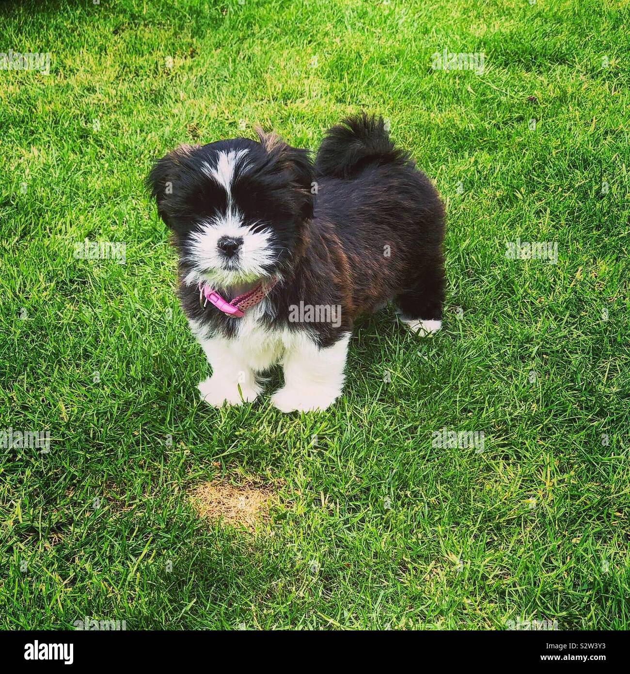 Dora the explorer Stock Photo