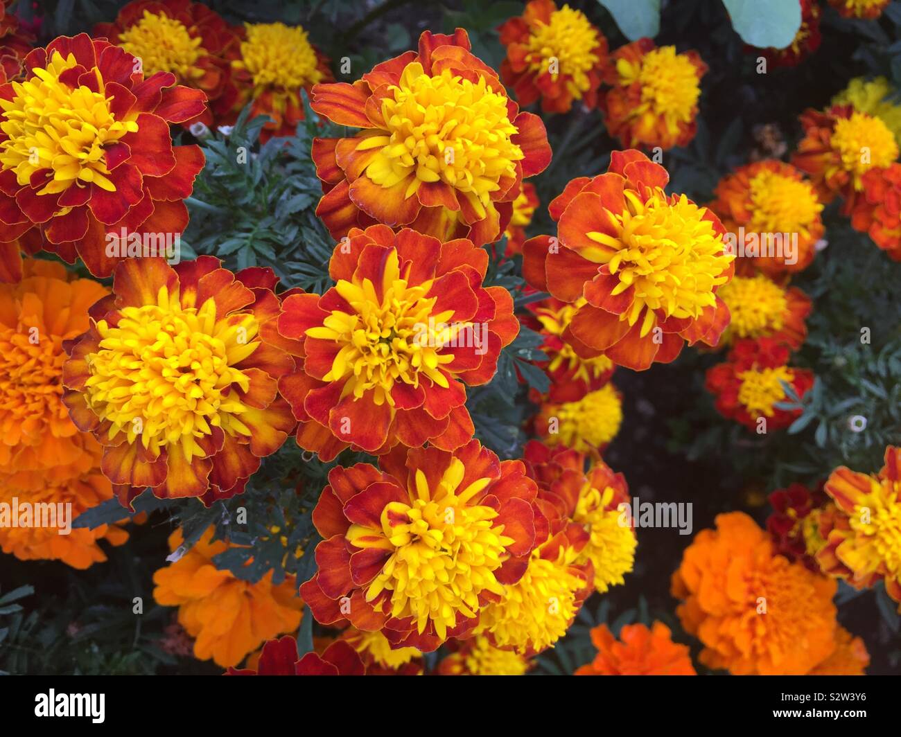 French marigold.  Tagetes patula.  Yellow and orange Stock Photo