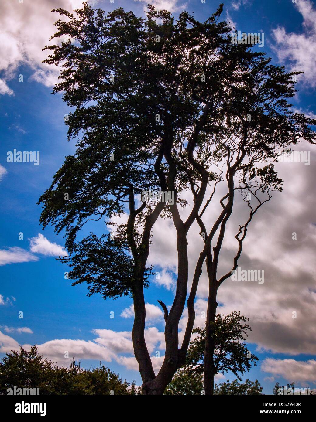 Silhouetted trees with blue sky and clouds in background Stock Photo ...