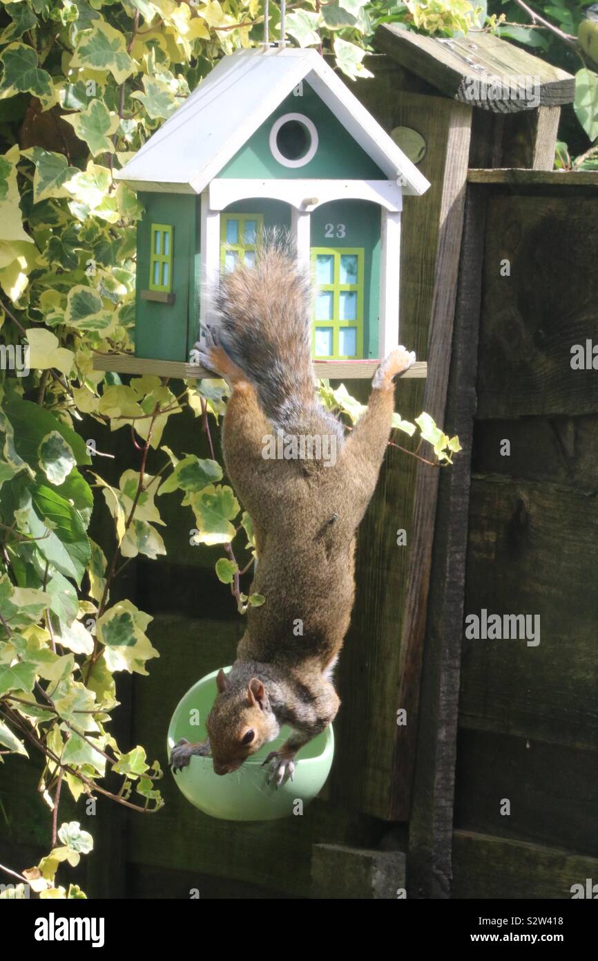 Who is stealing the nuts from No.23 - Smartphone Captured Stock Image