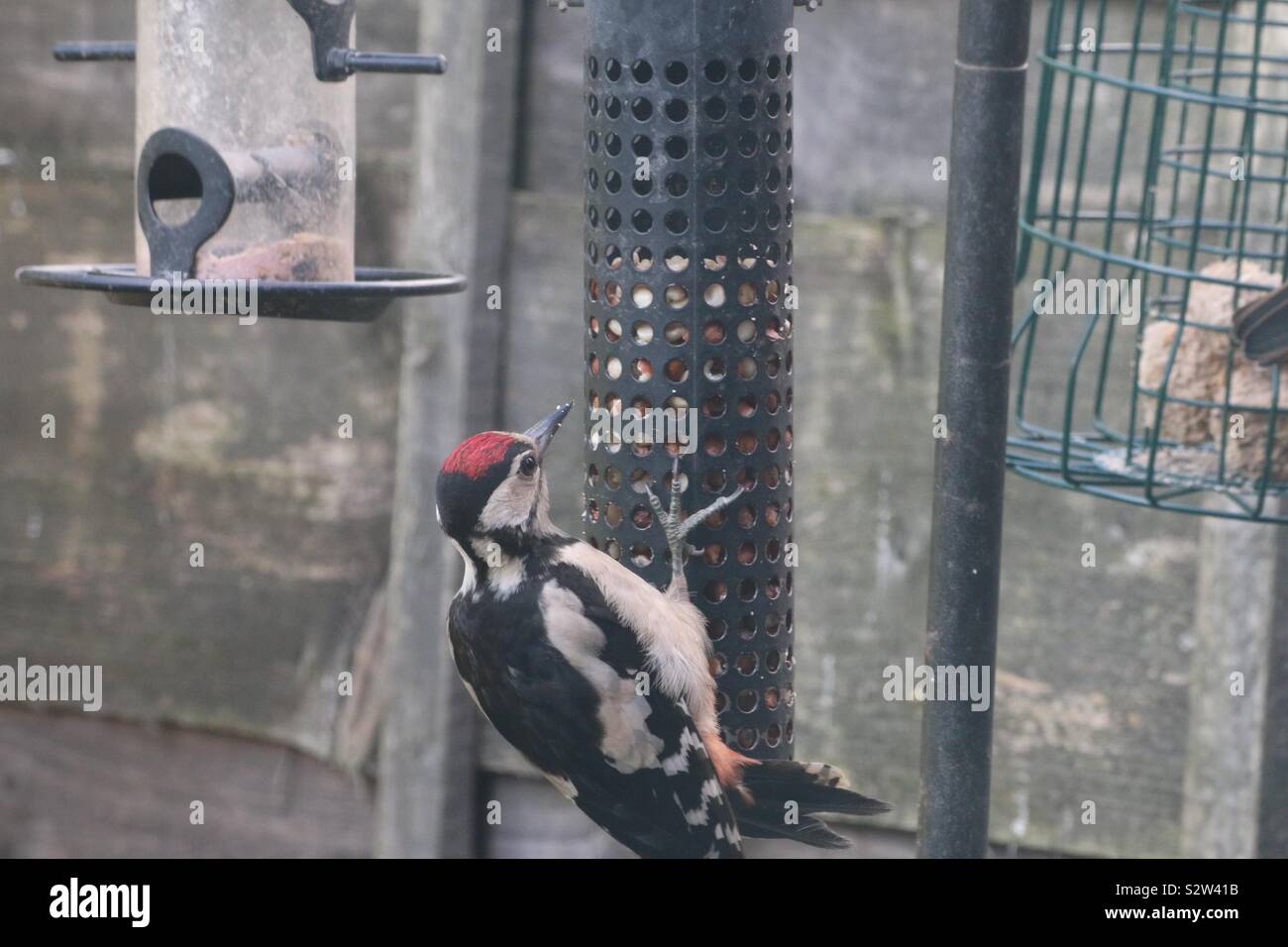 Woody Woodpecker @ feed Stock Photo - Alamy