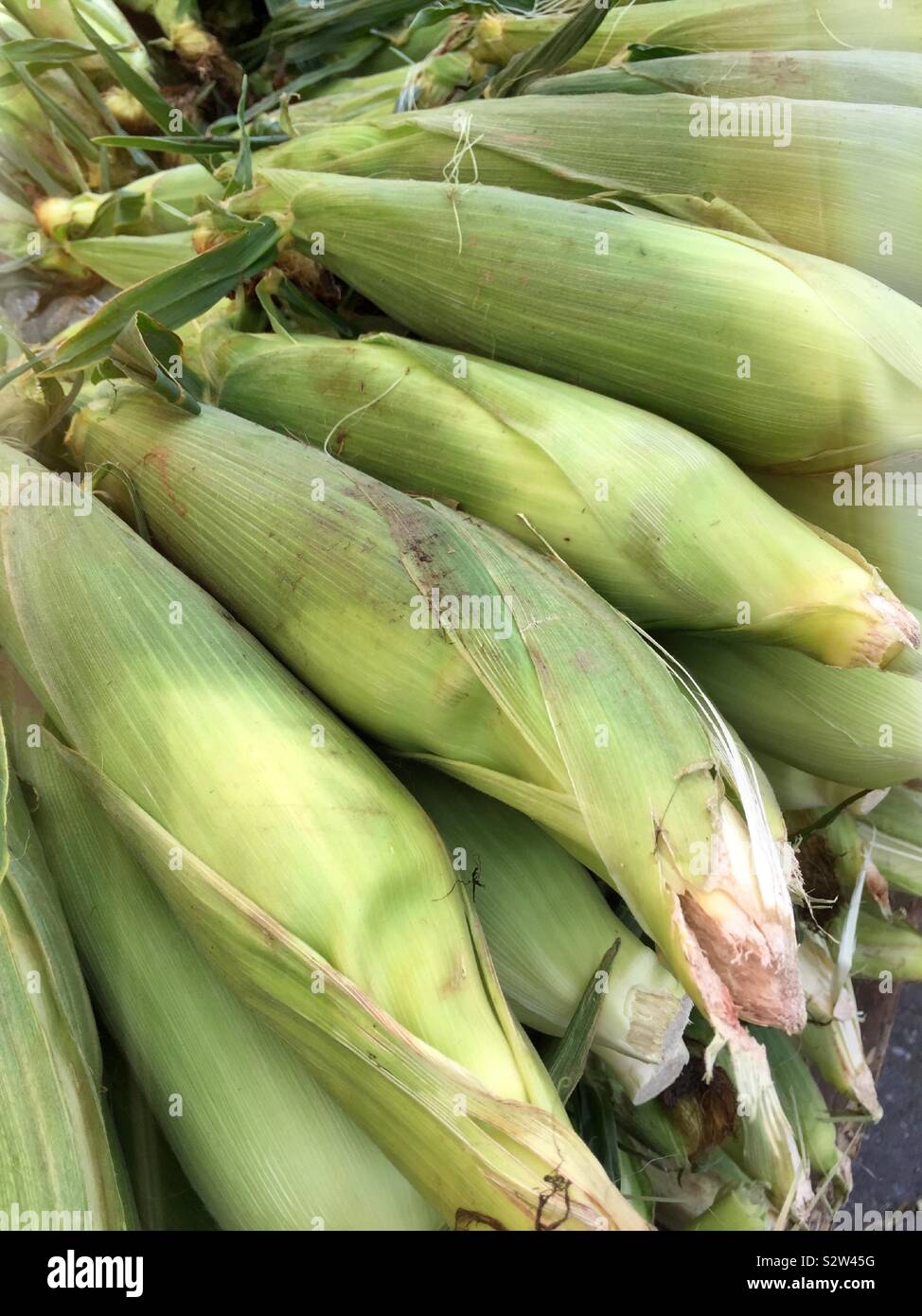 Close up of a stack of unshucked sweet corn - Smartphone Captured Stock Image