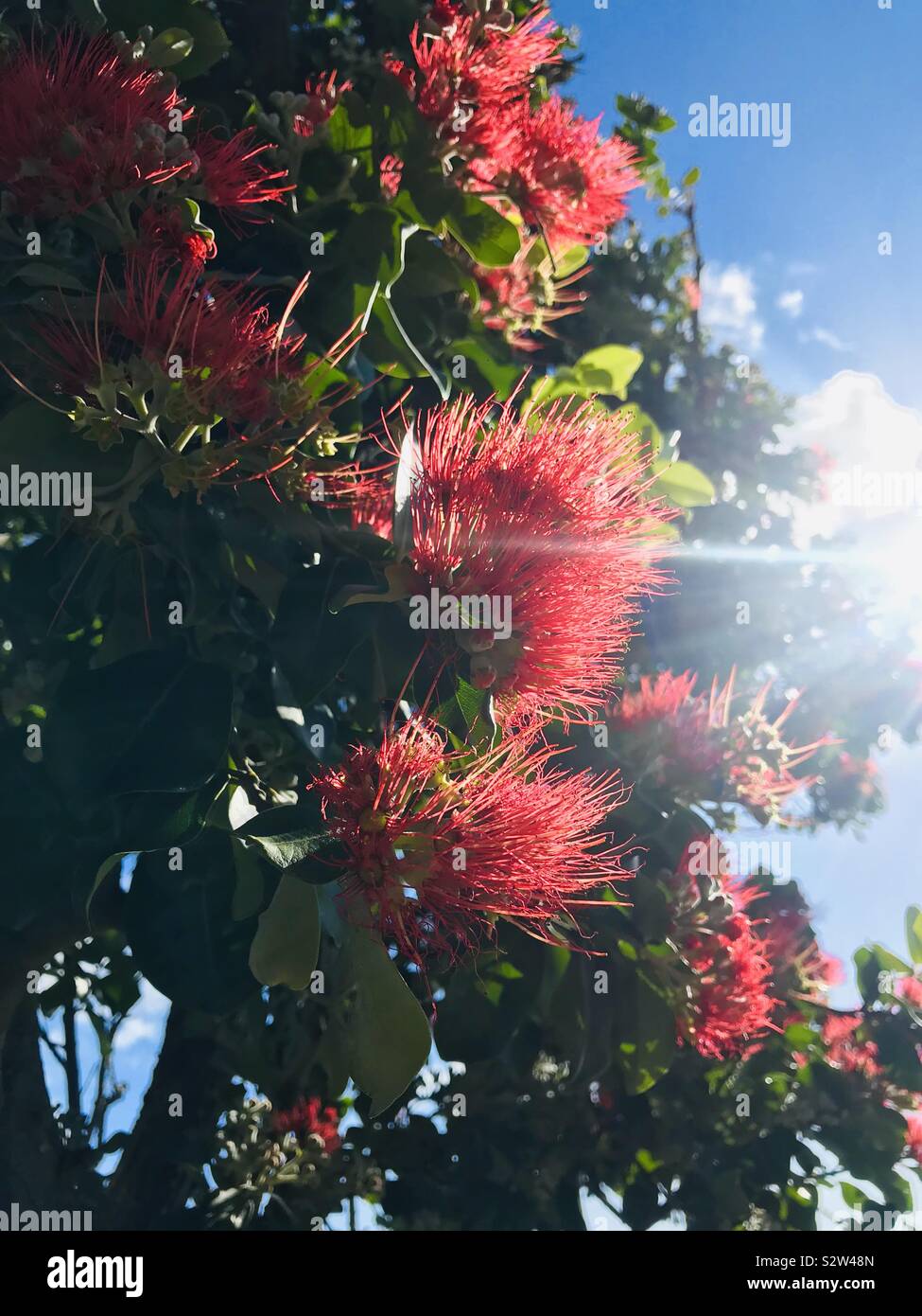Pohutukawa tree in NZ Stock Photo