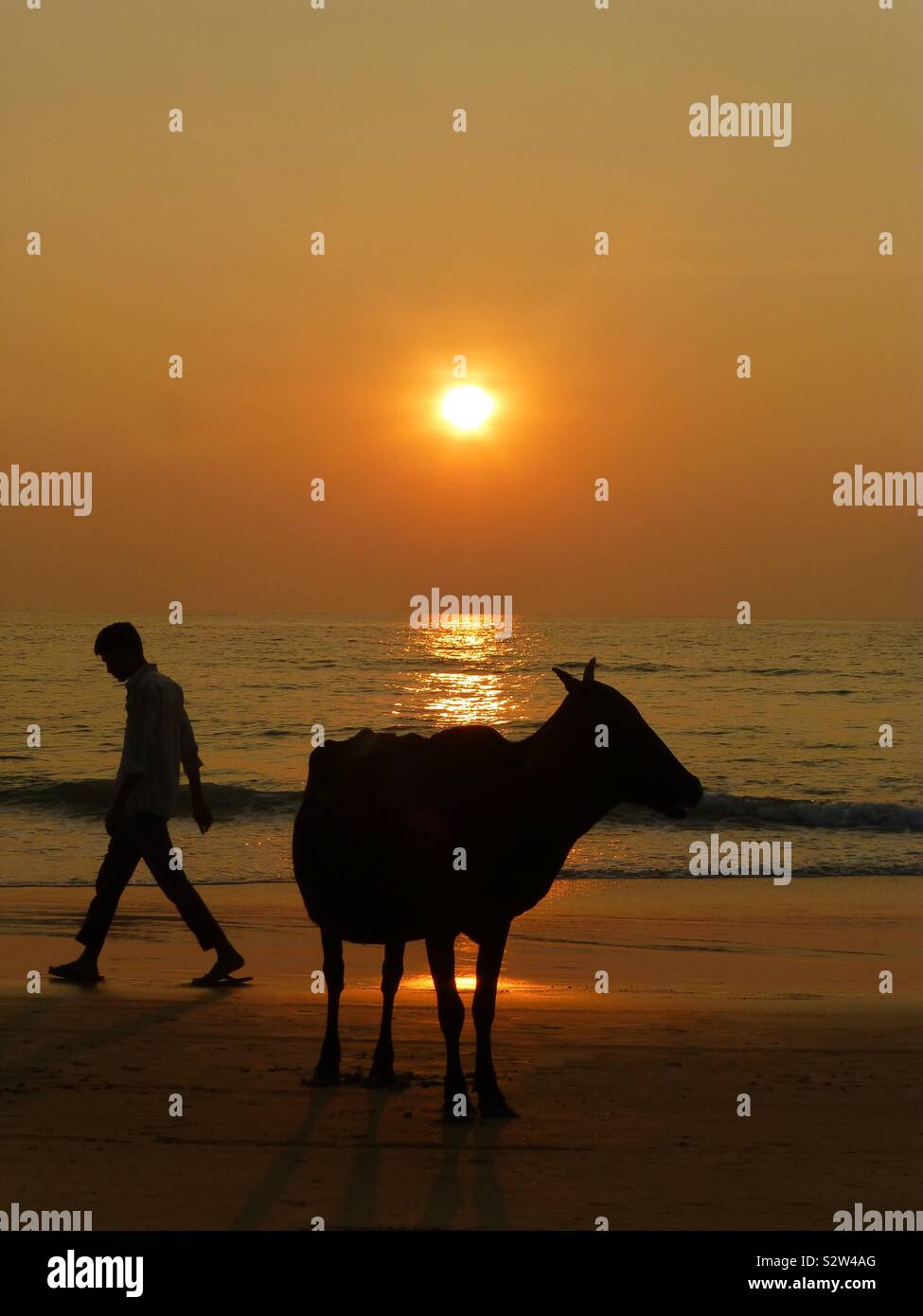 A man and a cow on the beach during an Indian sunset Stock Photo