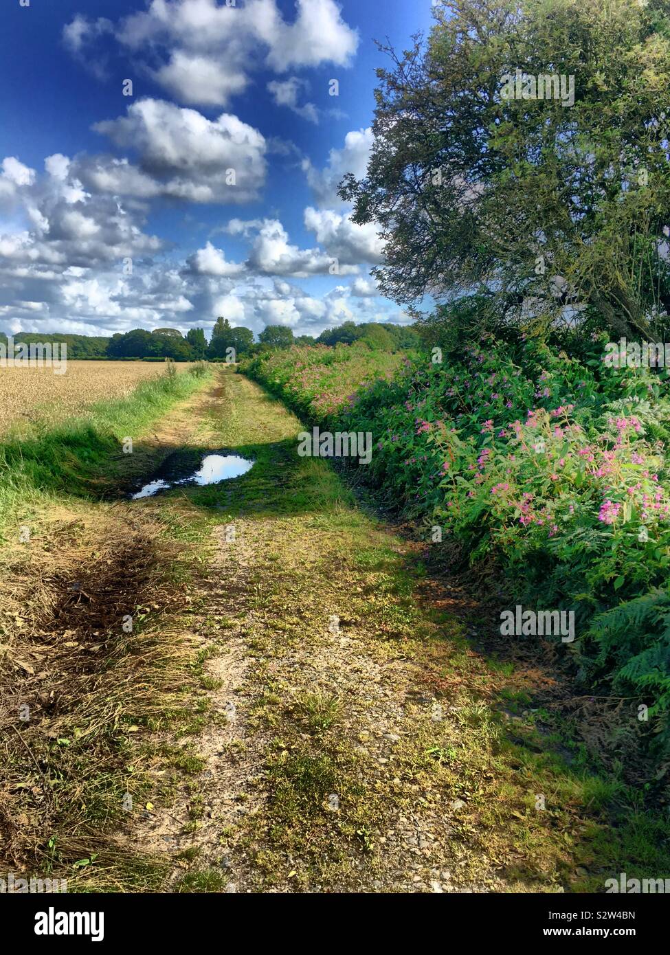A Late Summer Walk - Smartphone Captured Stock Image