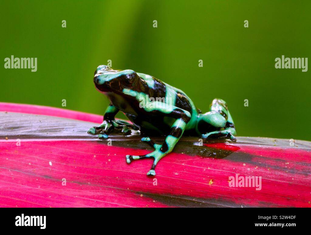 Frog black green Stock Photo