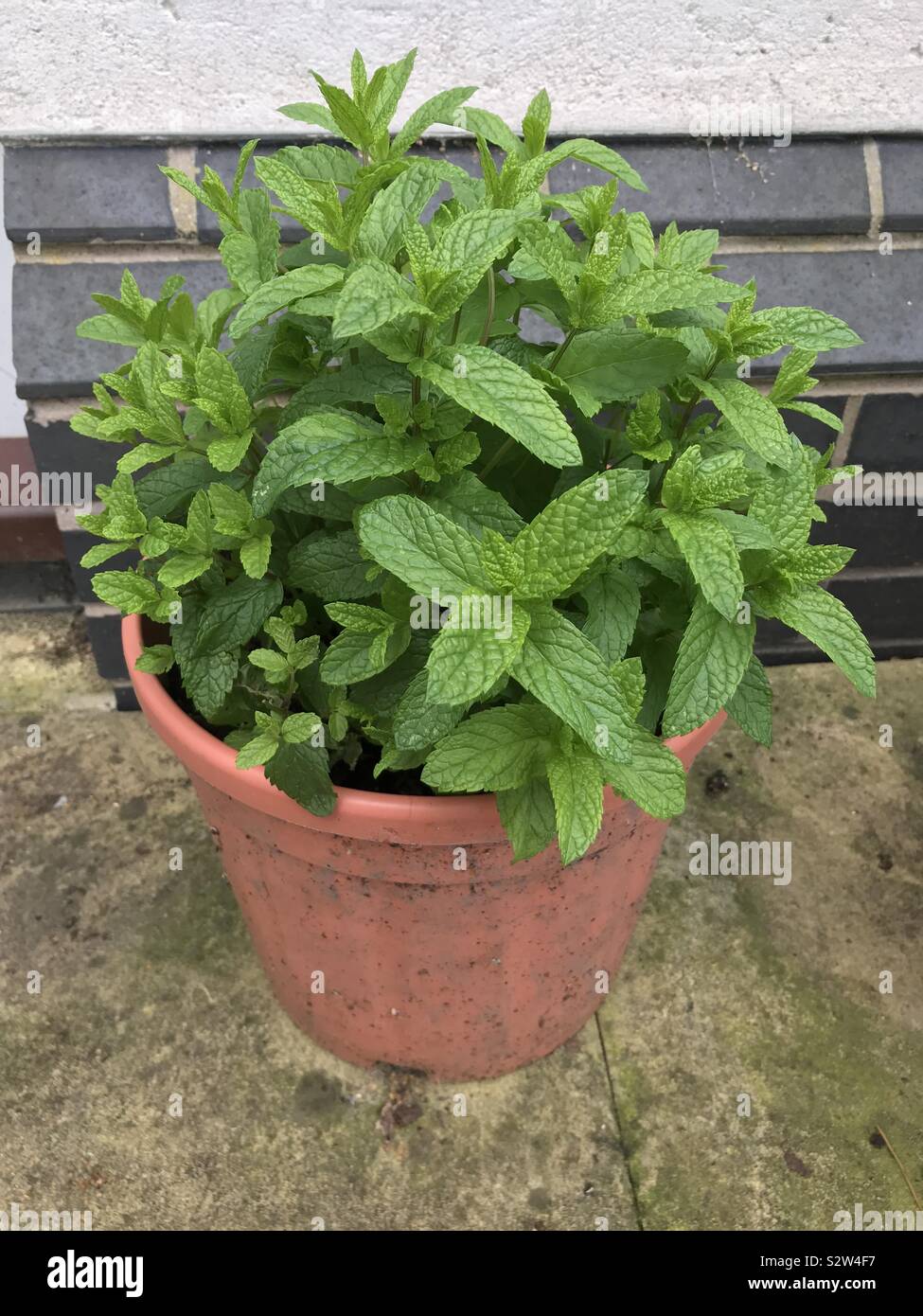Spearmint pot hires stock photography and images Alamy