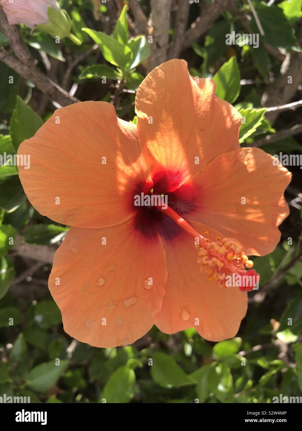 Orange flower from Spain Stock Photo