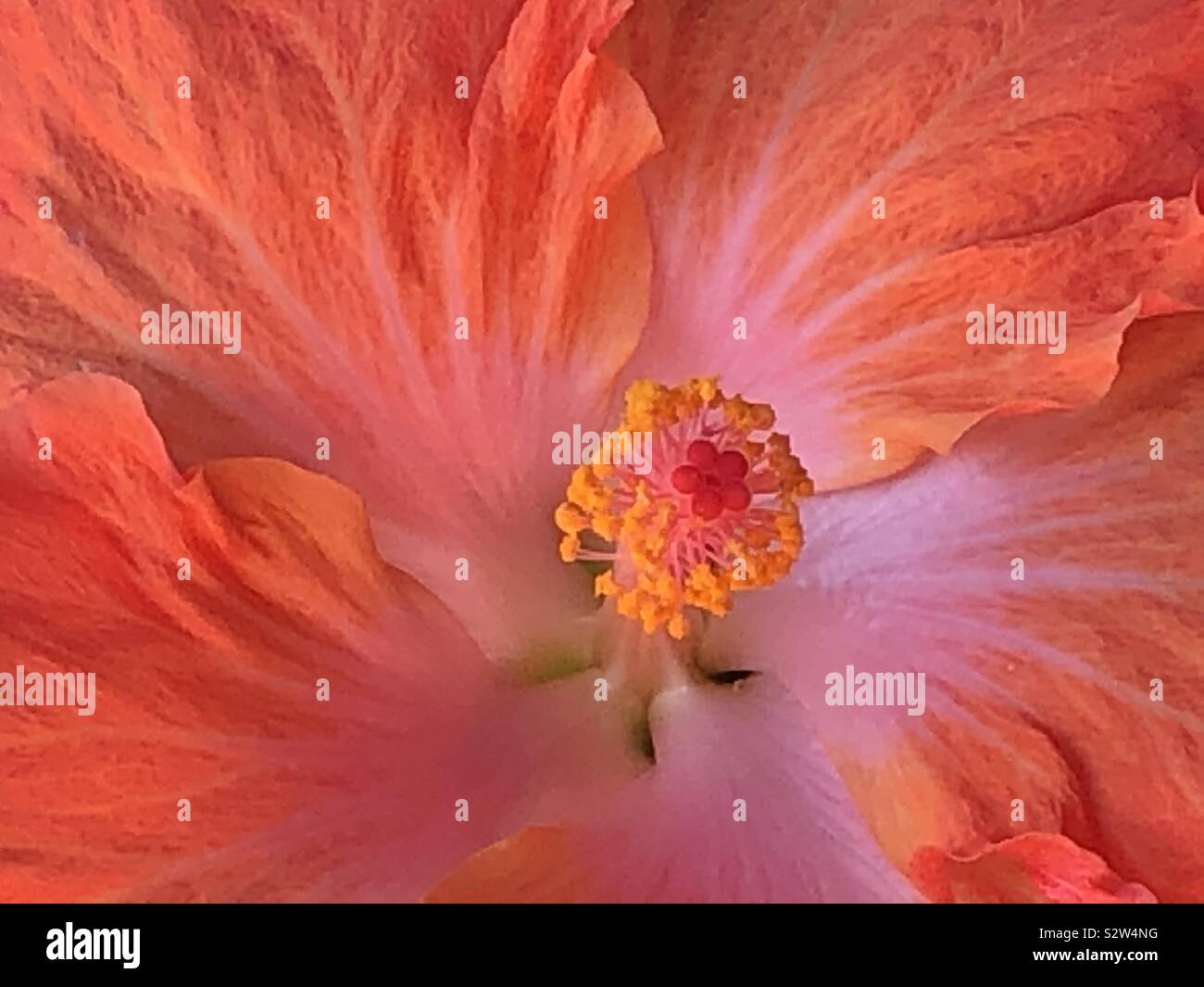 Hibiscus flower.Summer background Stock Photo